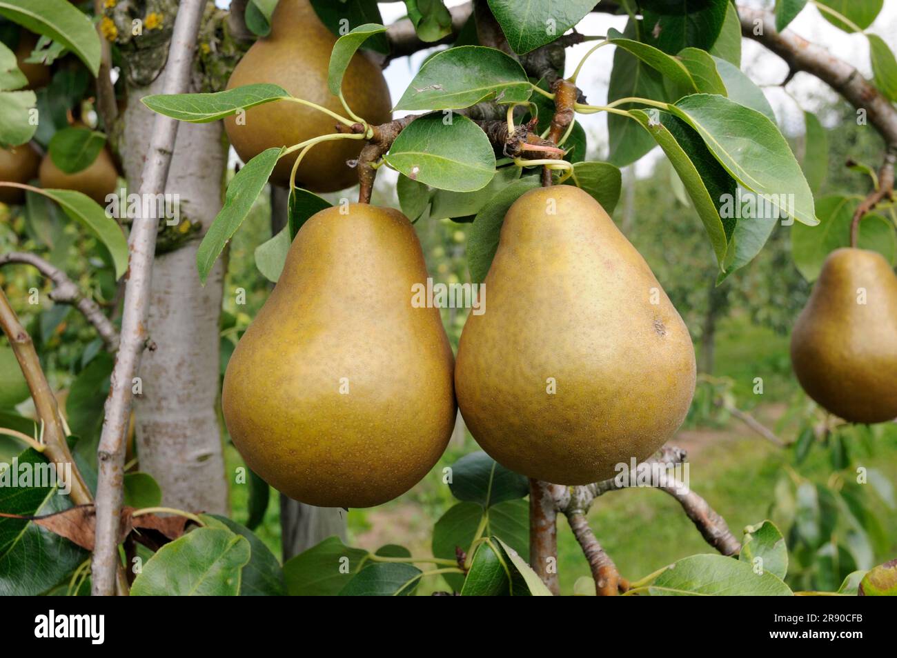 Pears Manon on the tree (Pyrus communis) Stock Photo