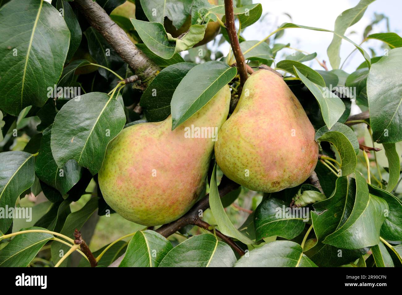 Pears Nitra on the tree (Pyrus communis) Stock Photo