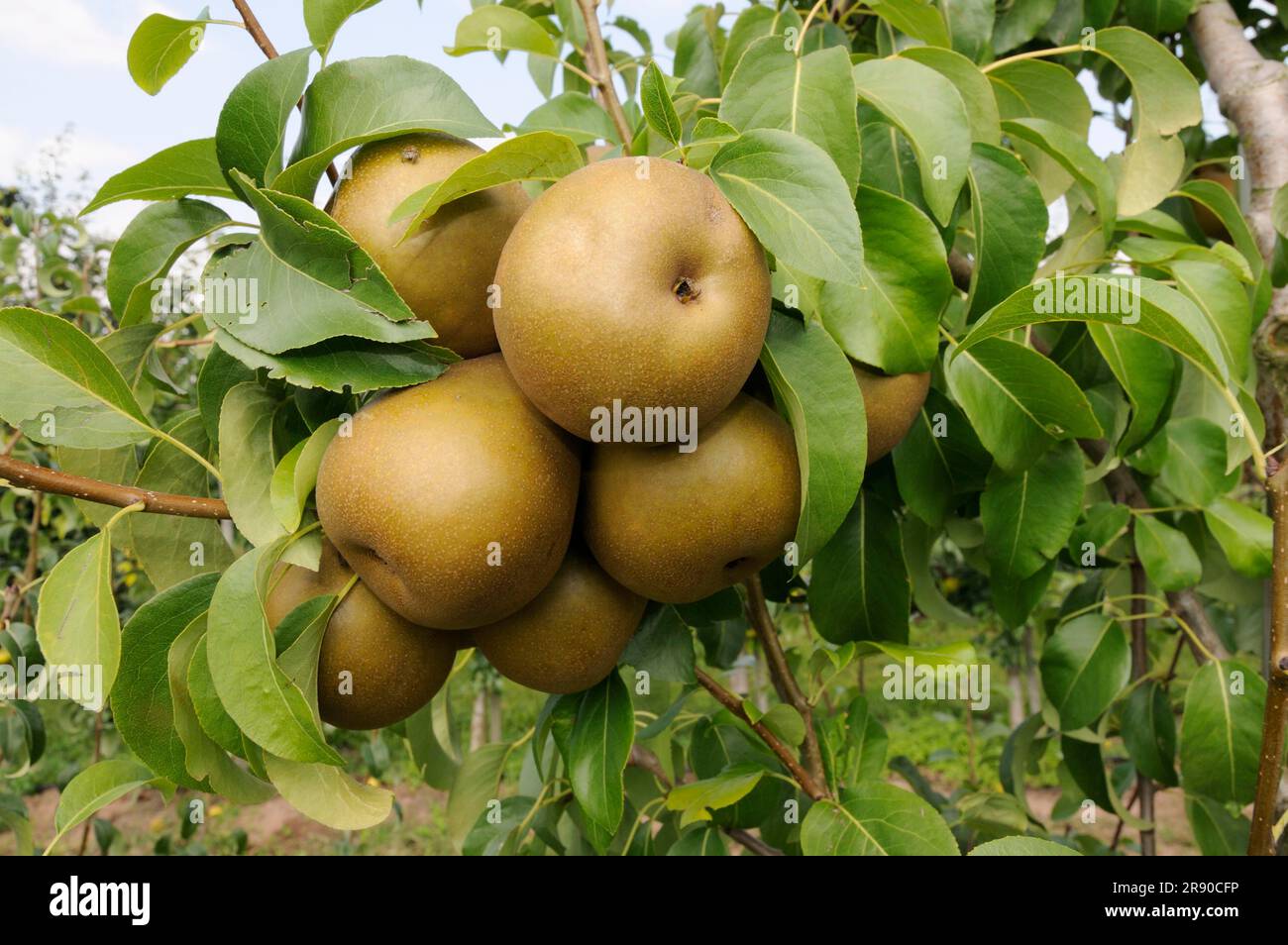 Pears Uta on the tree (Pyrus communis) Stock Photo