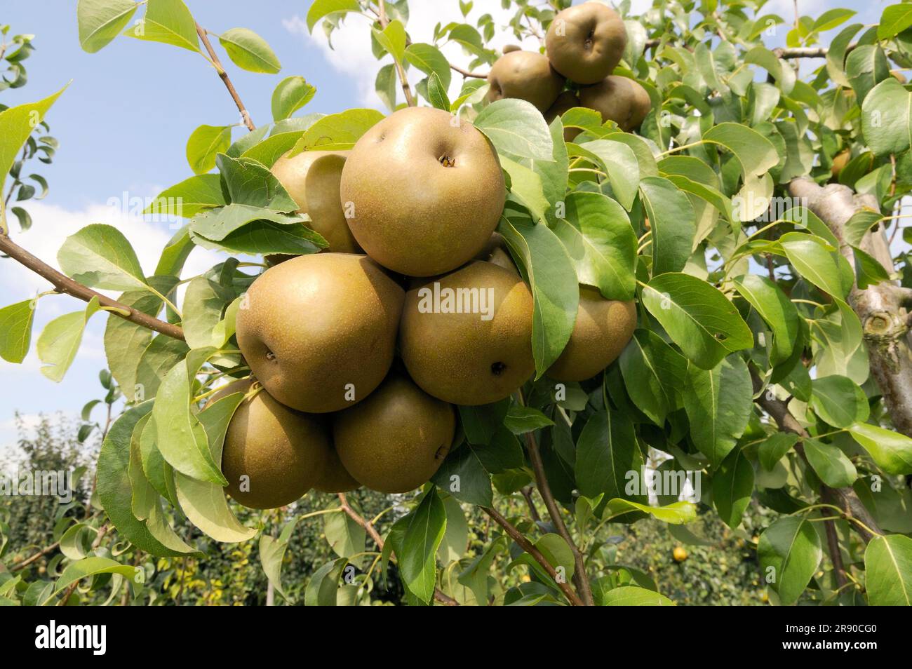 Pears Uta on the tree (Pyrus communis) Stock Photo