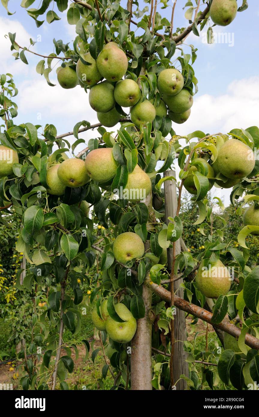 Pears David on tree (Pyrus communis) Stock Photo