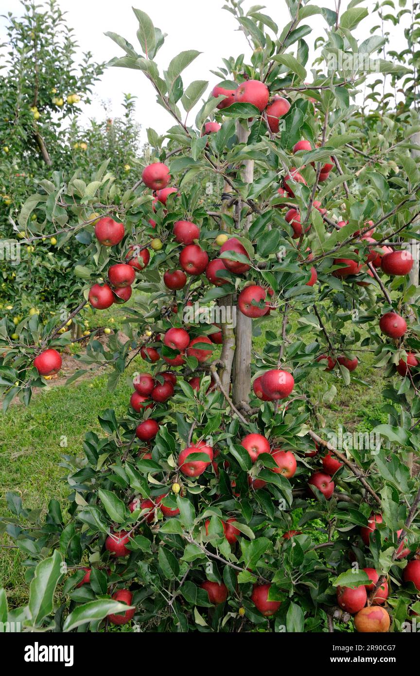 Apples Elstar Red Flame on the tree (Malus domestica) Stock Photo