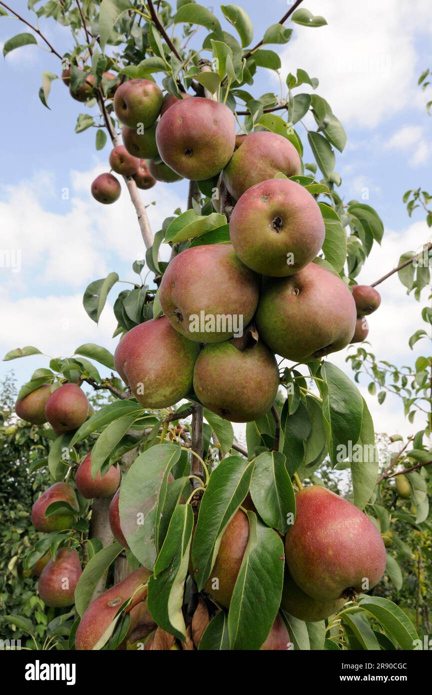 Pears Hortensia on tree (Pyrus communis) Stock Photo