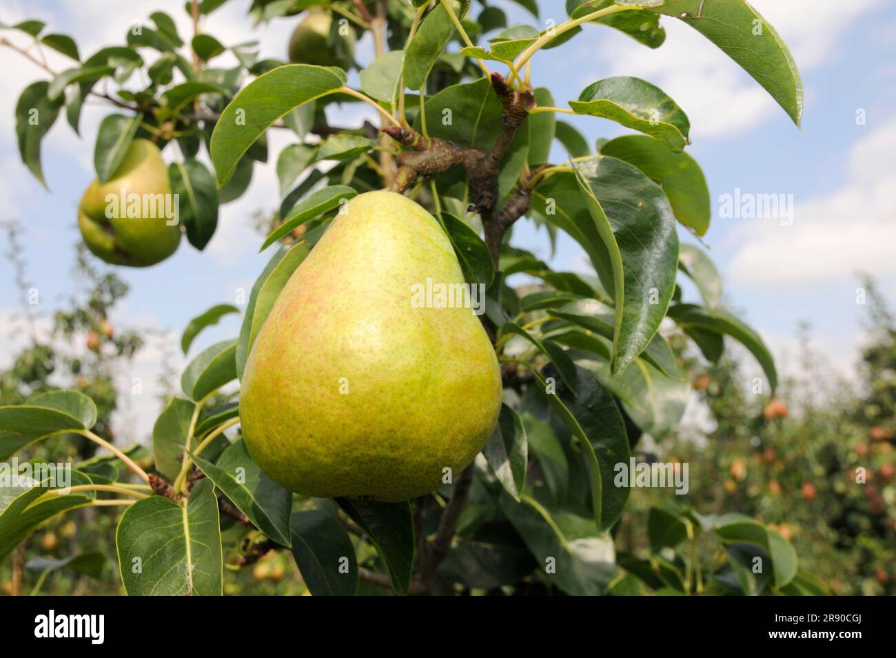Pears Erica on tree (Pyrus communis) Stock Photo