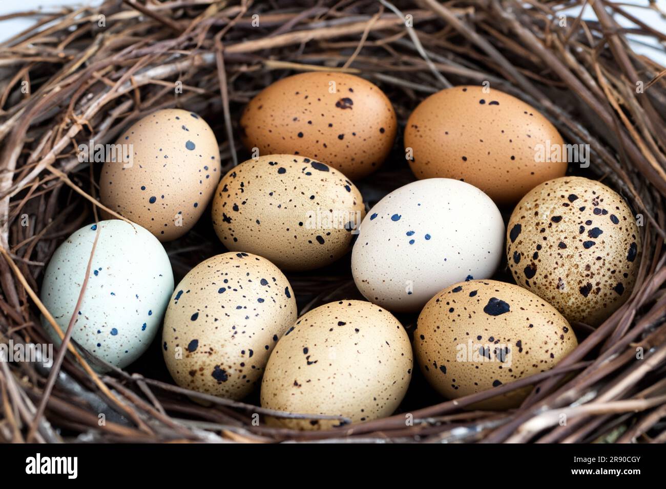 Bird Eggs In Nest Stock Photo Alamy