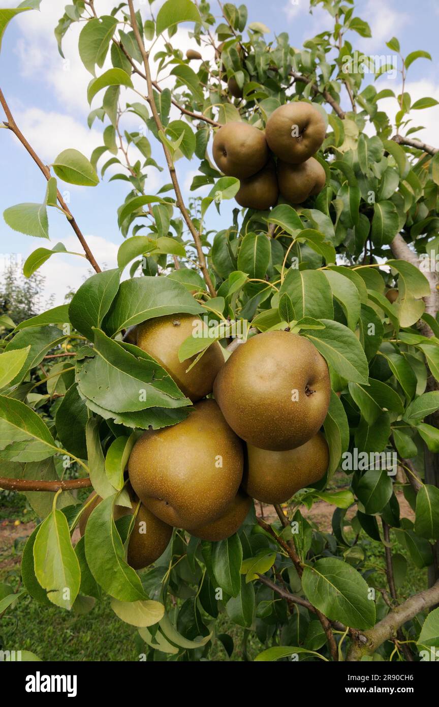 Pears Uta on the tree (Pyrus communis) Stock Photo
