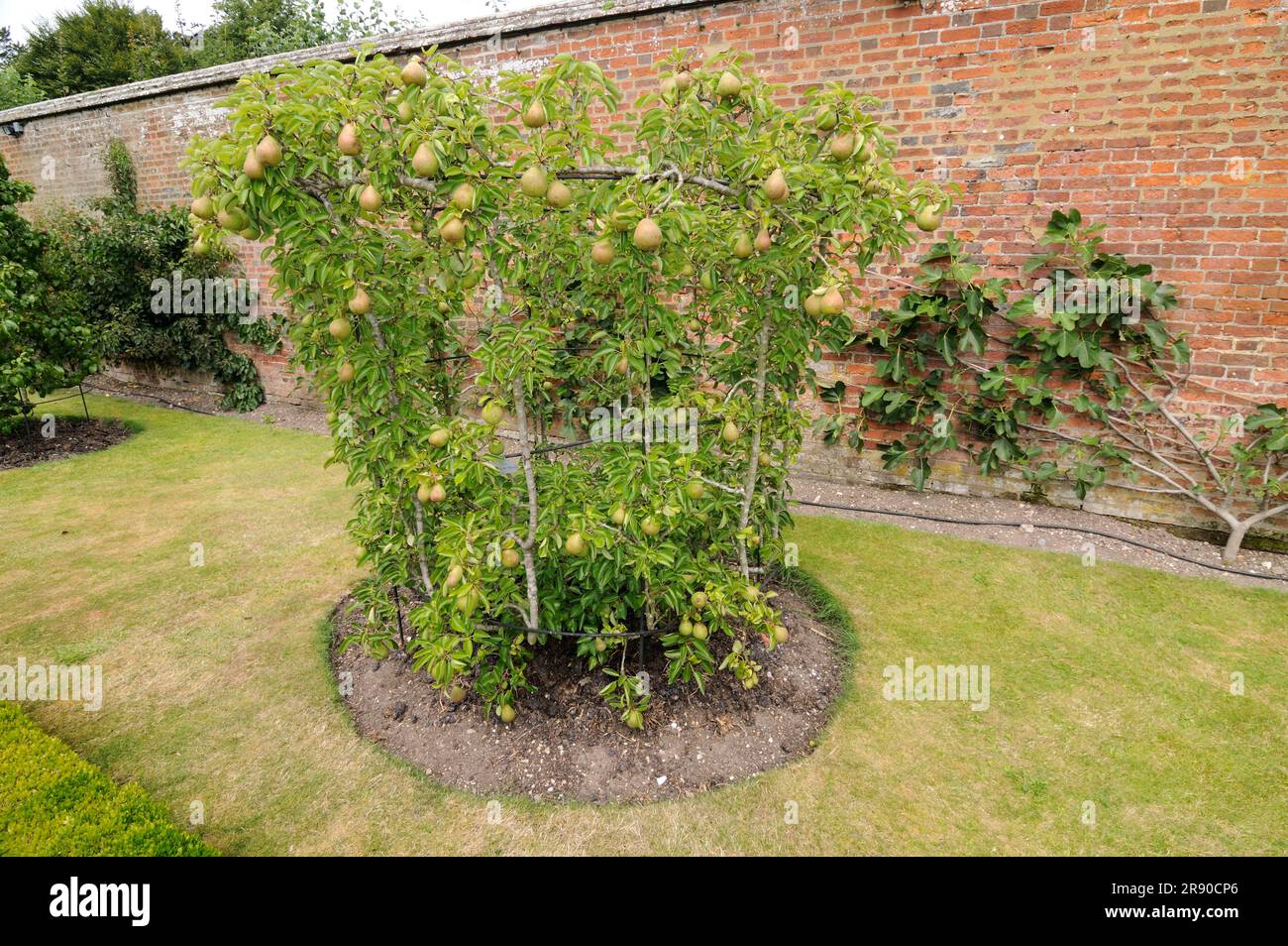 Espalier williams pear tree hi-res stock photography and images - Alamy