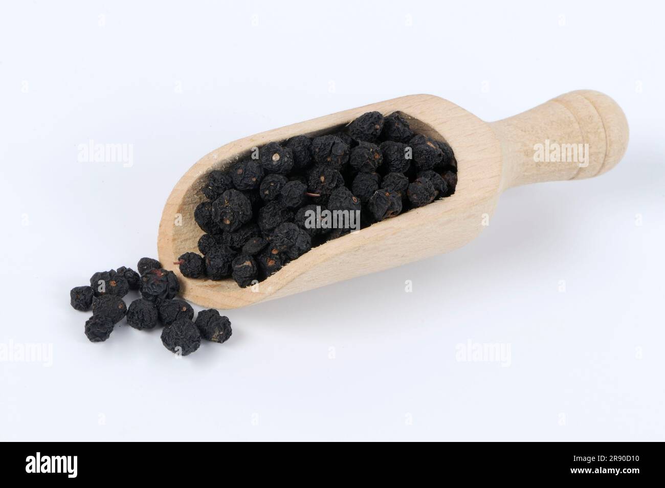 Tasmanian pepper (Tasmannia lanceolata), mountain pepper, Australian