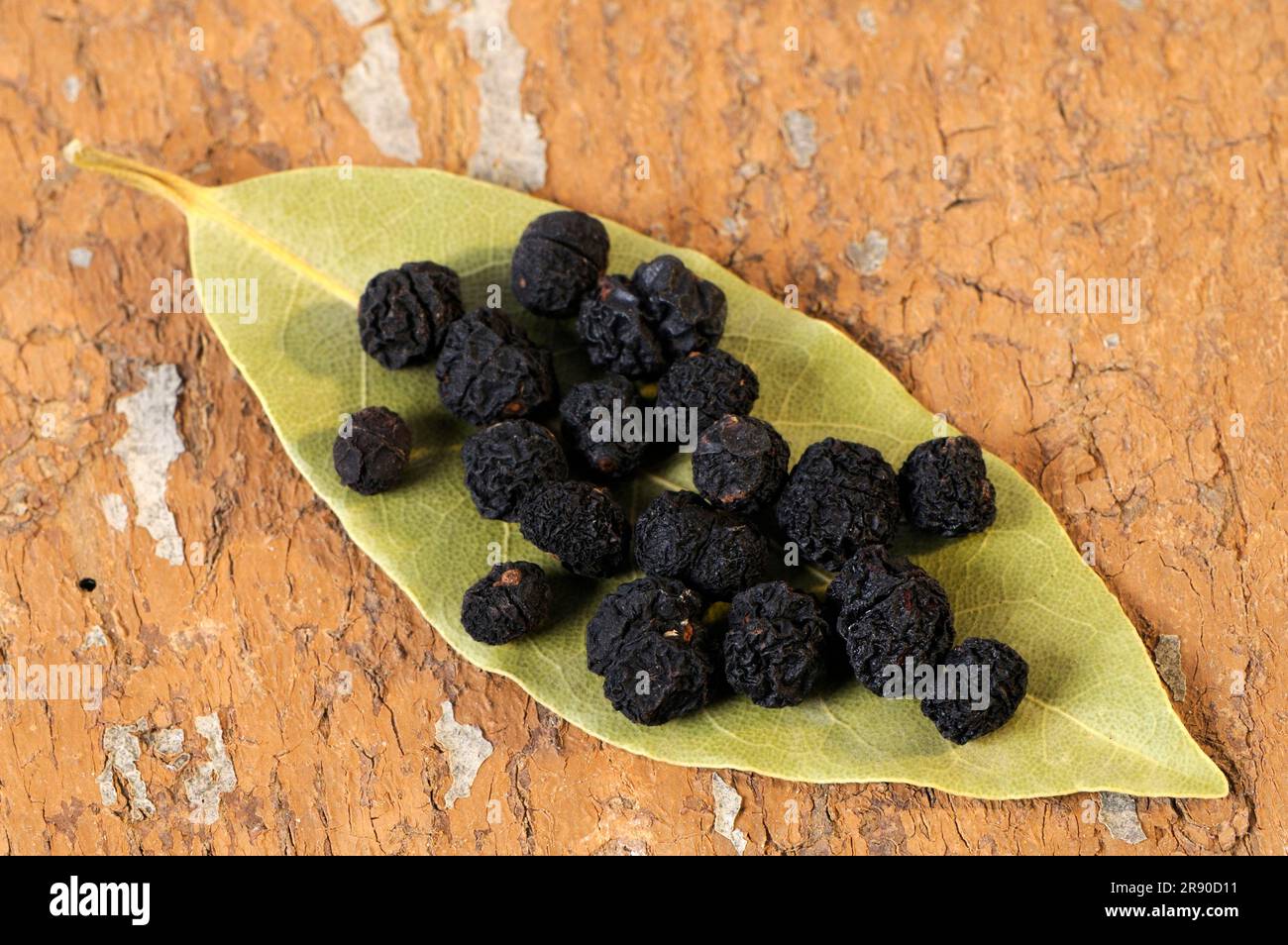 Tasmanian pepper (Tasmannia lanceolata), mountain pepper, Australian