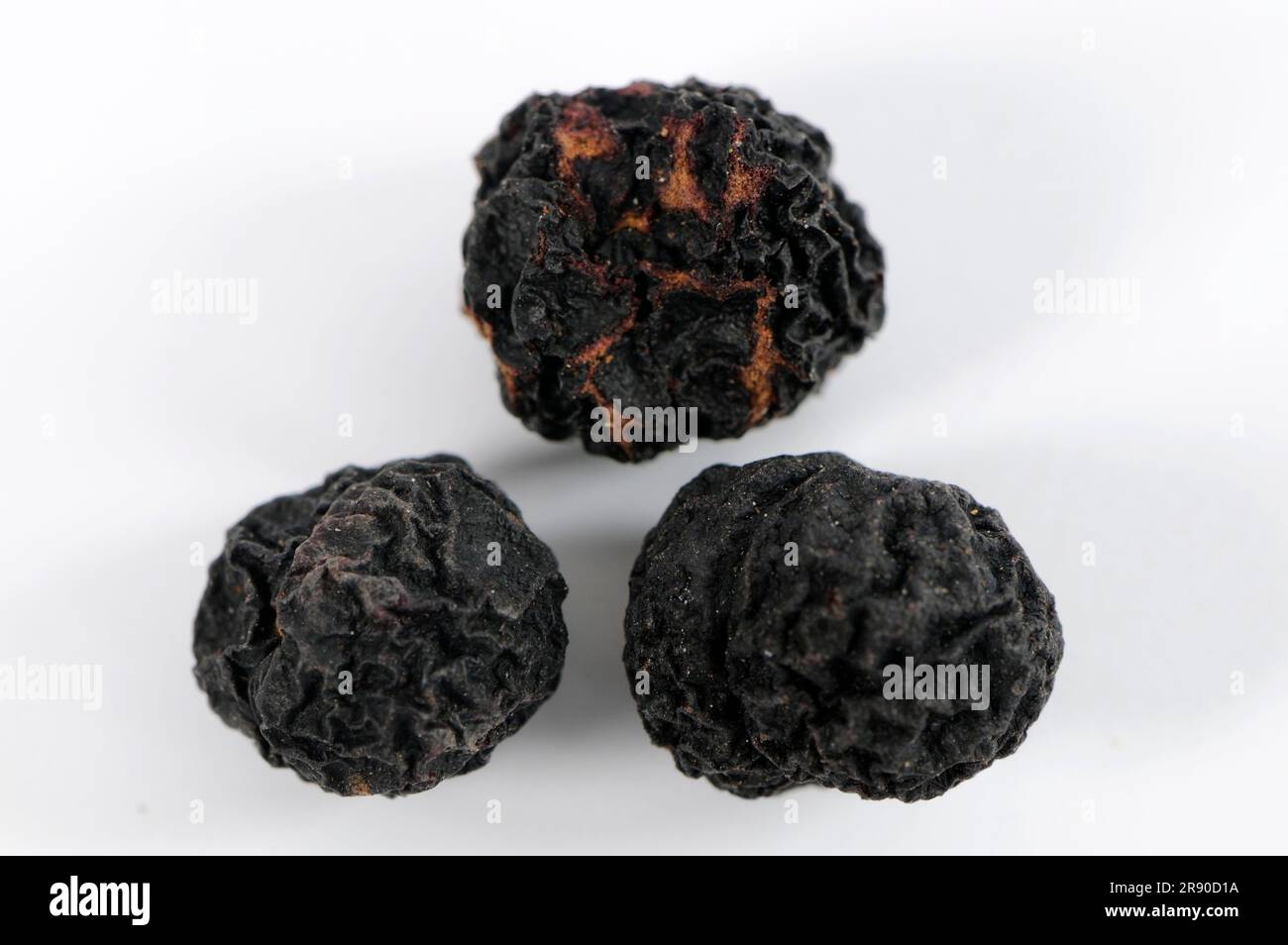 Tasmanian pepper (Tasmannia lanceolata), mountain pepper, Australian