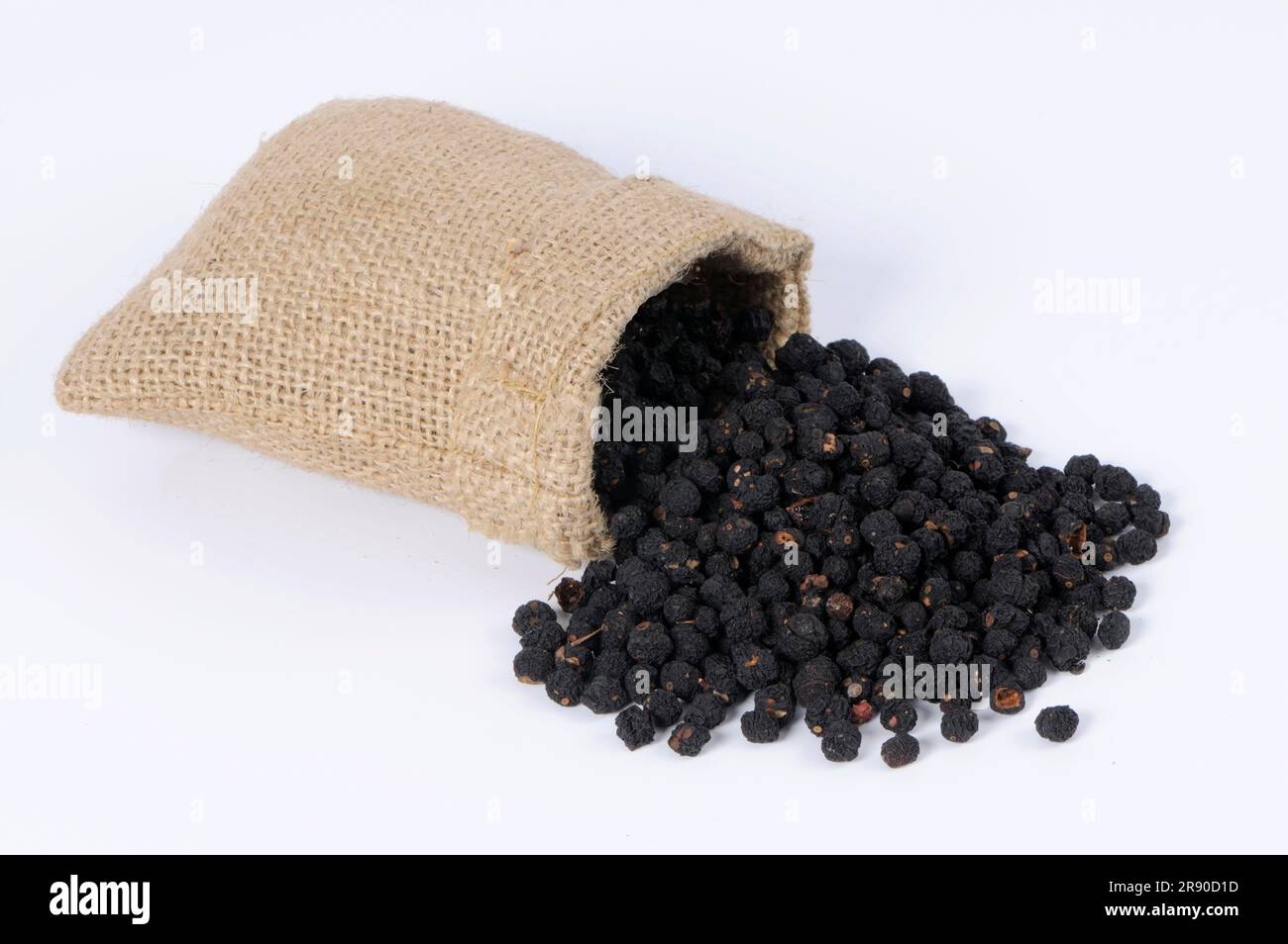 Tasmanian pepper (Tasmannia lanceolata), mountain pepper, Australian