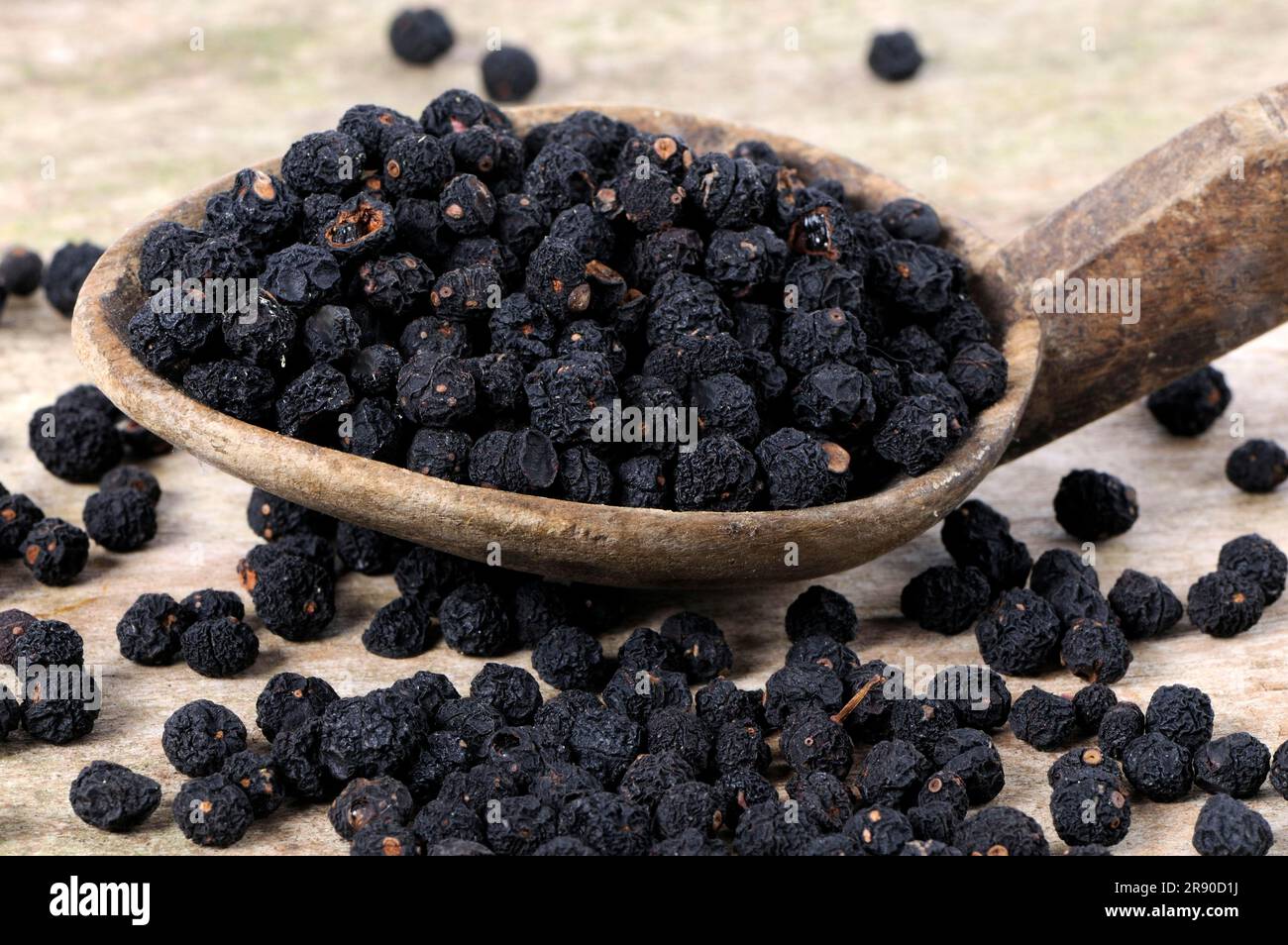 Tasmanian pepper (Tasmannia lanceolata), mountain pepper, Australian pepper, peppercorn, peppercorns Stock Photo