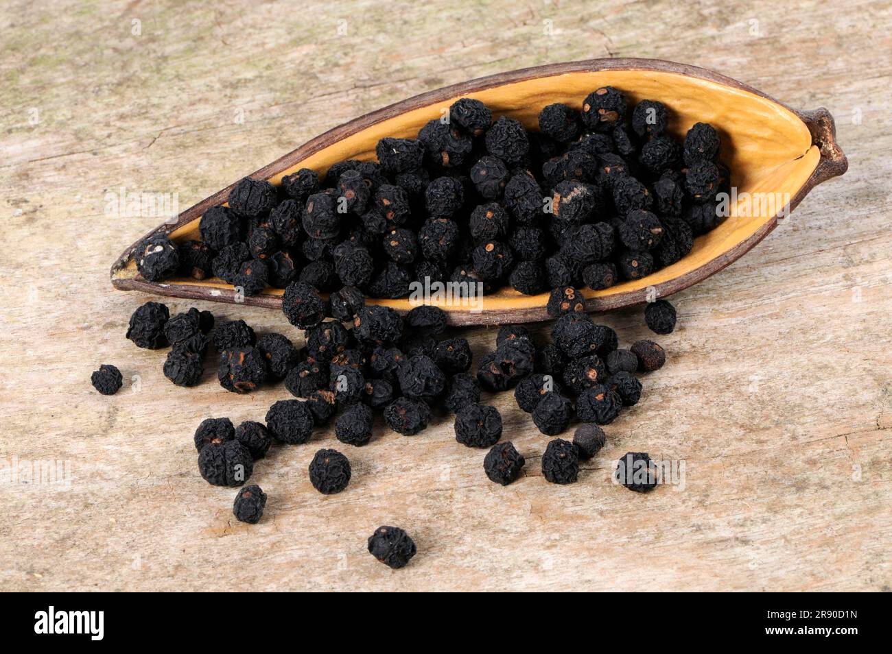 Tasmanian pepper (Tasmannia lanceolata), mountain pepper, Australian pepper, peppercorn, peppercorns Stock Photo