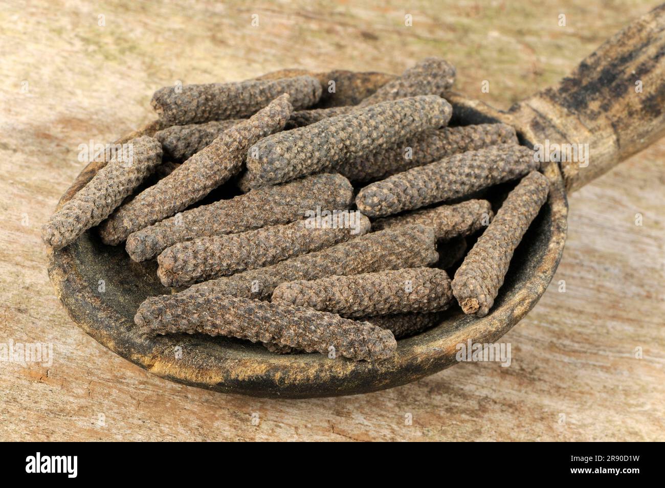 Pippali (Piper longum) (Piper retrofractum) Balinese pepper, Jaborandi