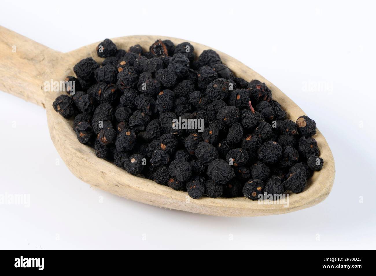 Tasmanian pepper (Tasmannia lanceolata), mountain pepper, Australian pepper, peppercorn