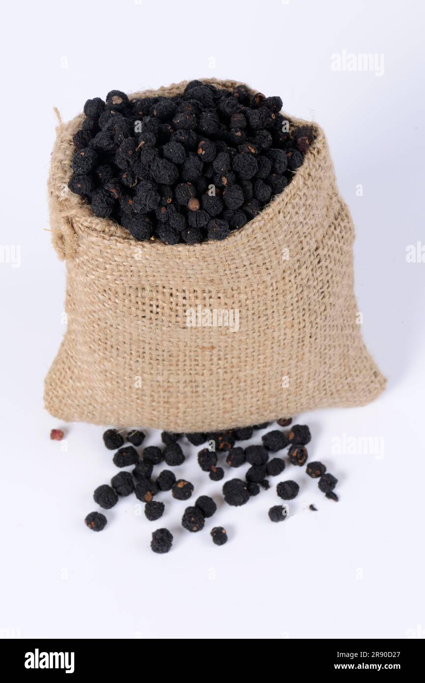 Tasmanian pepper (Tasmannia lanceolata), mountain pepper, Australian pepper, peppercorn, peppercorns Stock Photo