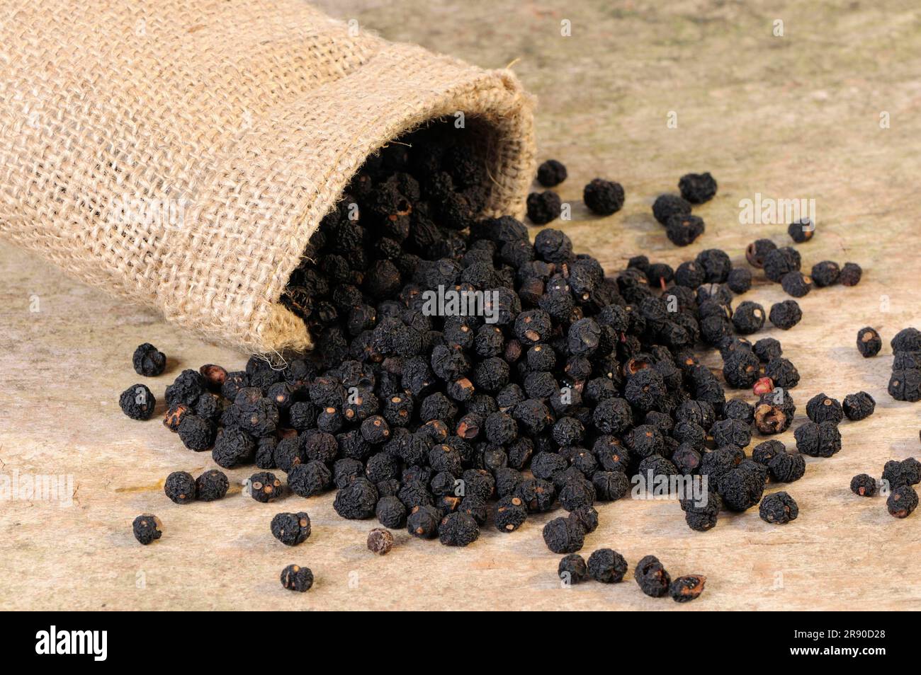 Tasmanian pepper (Tasmannia lanceolata), mountain pepper, Australian