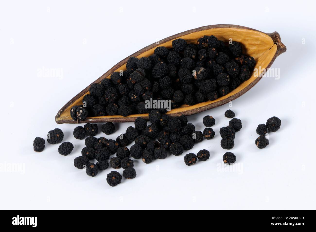 Tasmanian pepper (Tasmannia lanceolata), mountain pepper, Australian