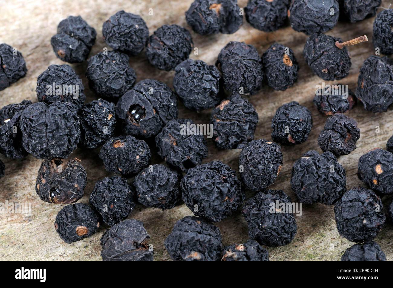 Tasmanian pepper (Tasmannia lanceolata), mountain pepper, Australian
