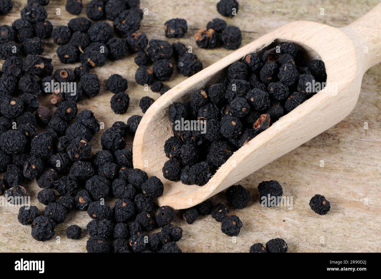 Tasmanian pepper (Tasmannia lanceolata), mountain pepper, Australian pepper, peppercorn, peppercorns Stock Photo