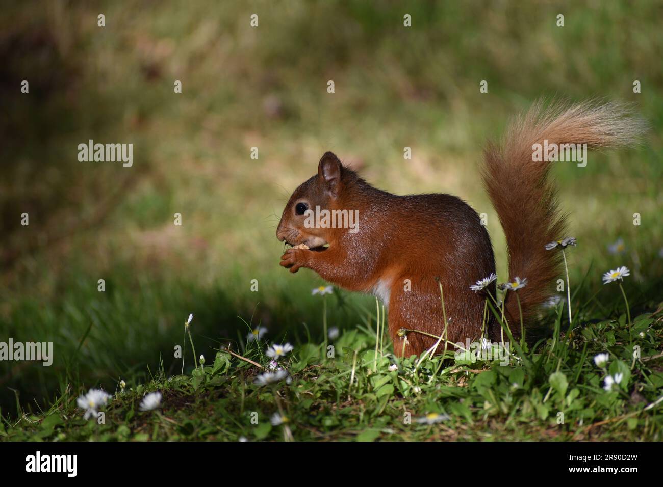 Red Squirrel Stock Photo