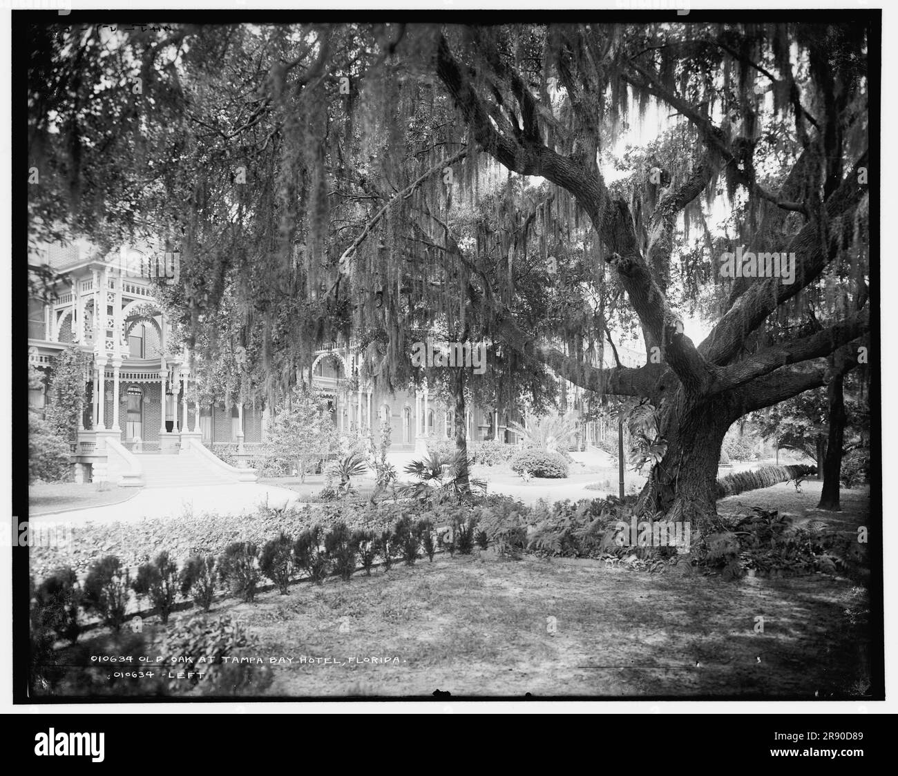 Old oak at Tampa Bay Hotel, Florida, c1902. Stock Photo