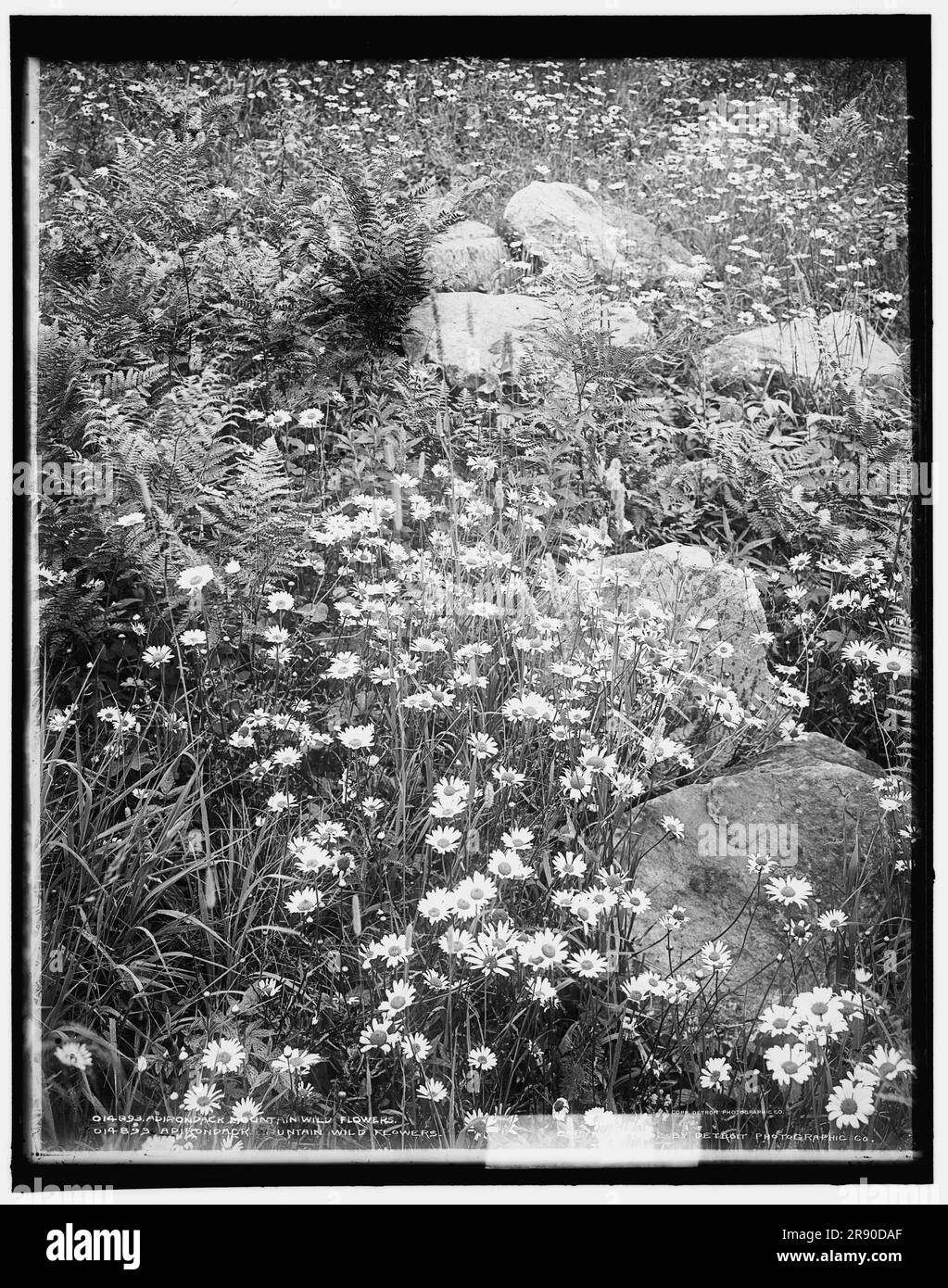 Adirondack mountain wildflowers, c1902. Stock Photo