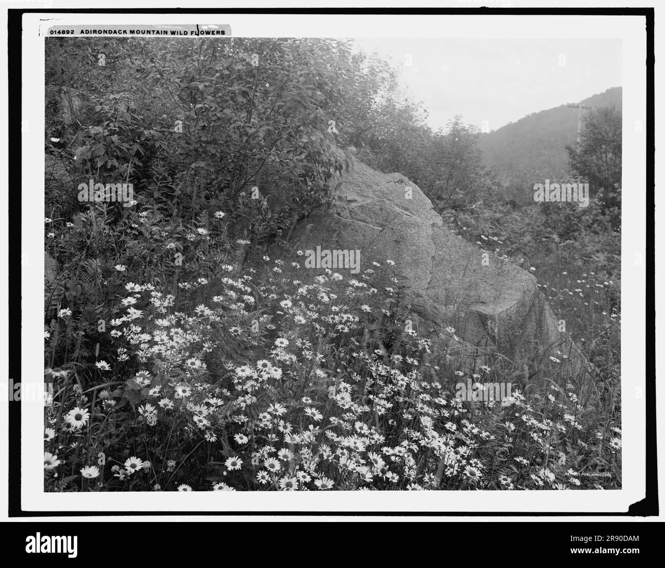 Adirondack mountain wildflowers, (1902?). Stock Photo