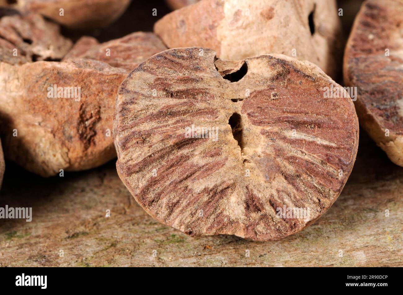Betel Nuts (Areca catechu) Stock Photo