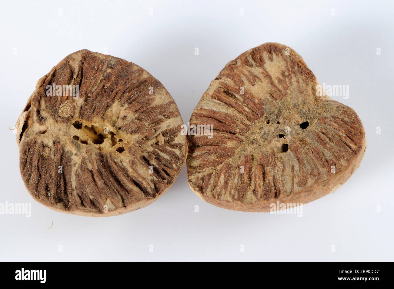 Betel Nuts (Areca catechu) Stock Photo
