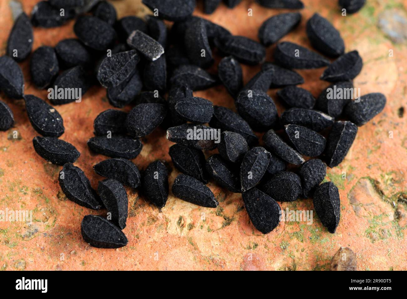 Egyptian black cumin, seed, Black cumin (Nigella sativa Stock Photo Alamy