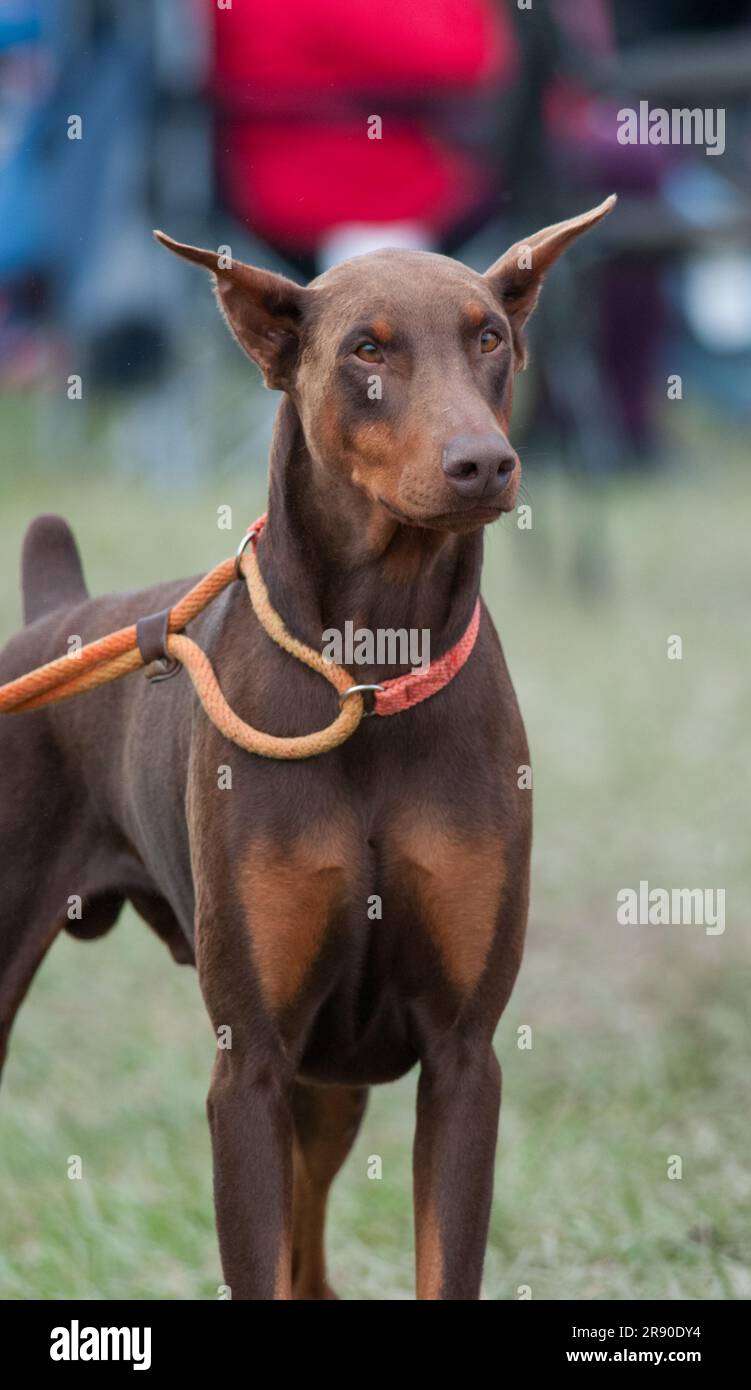 Doberman Pinscher standing with a leash on Stock Photo