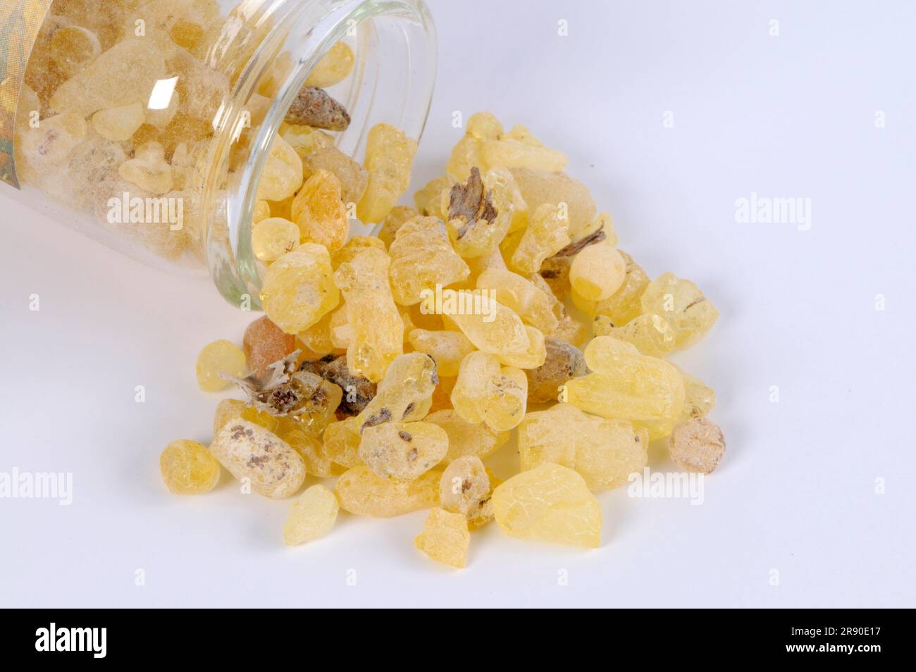 Sandarac gum tree resin (Tetraclinis articulata), Arartree, Gharghar resin, incense burning Stock Photo