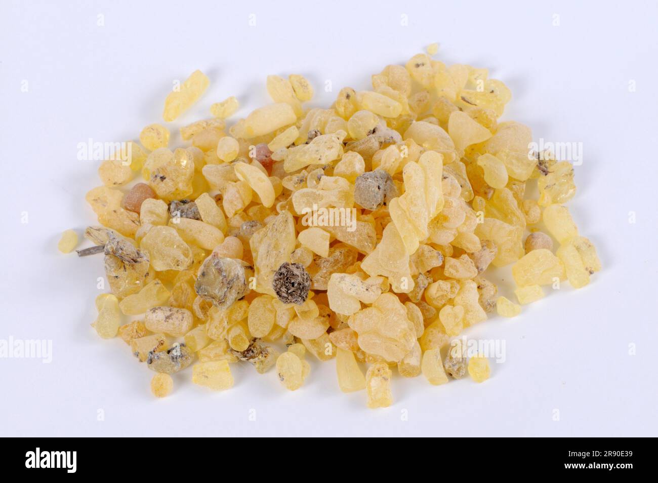 Sandarac resin, cypress, sandarac tree (Tetraclinis articulata), Berberthuja, smoking resin, cut-out, object Stock Photo