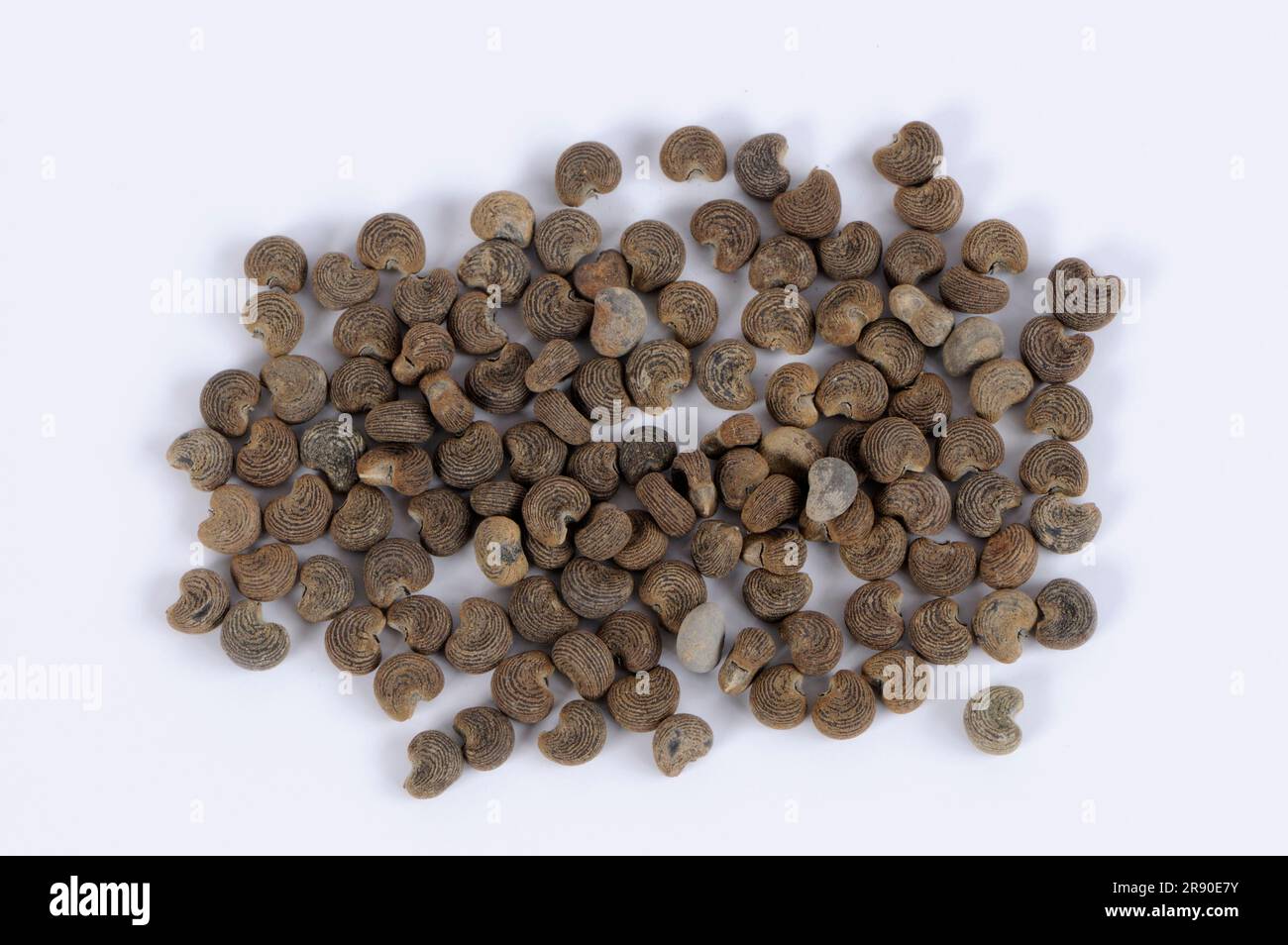 Musk Acacia Wood  - 149cm main image 1