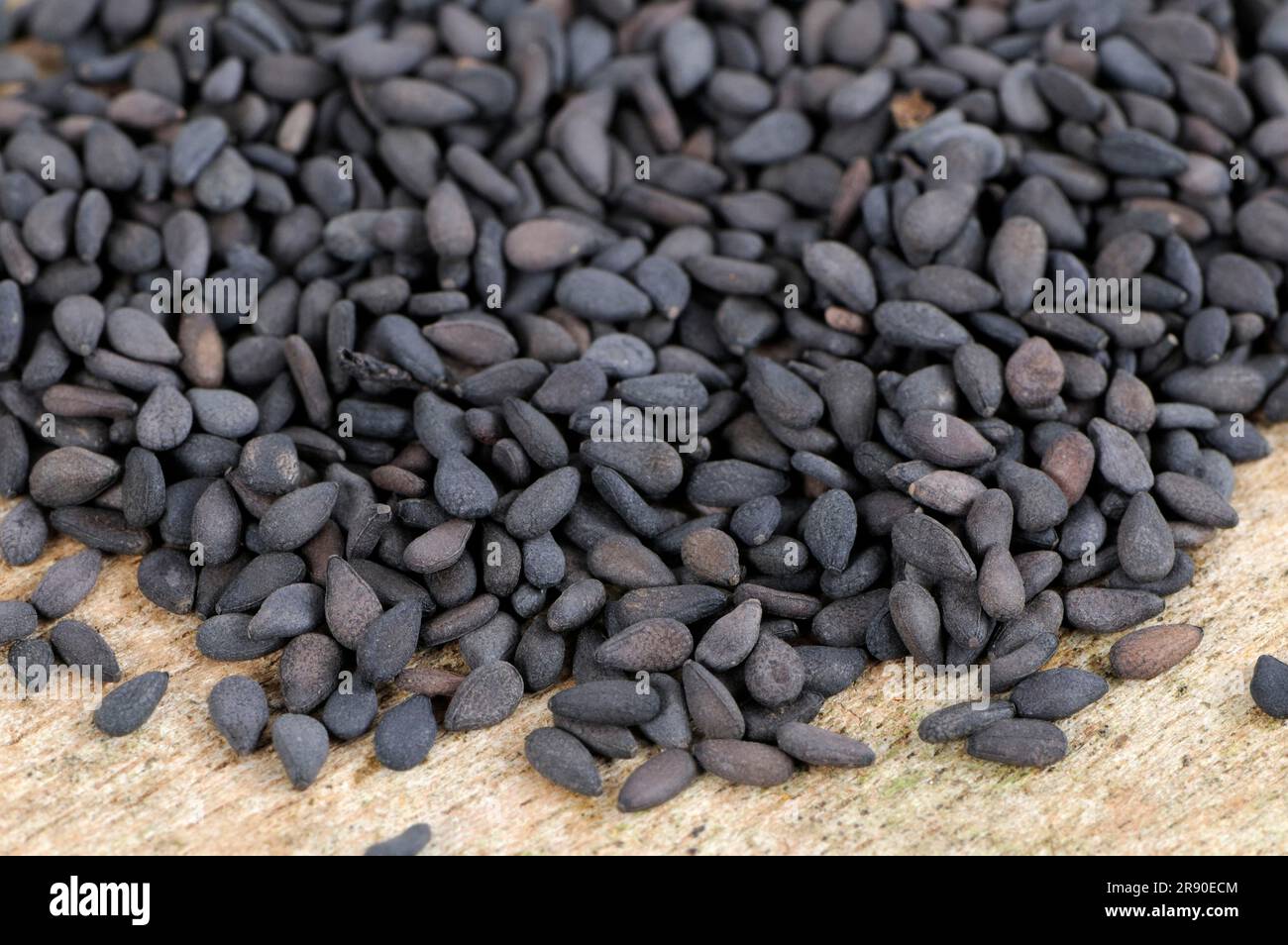Black sesame (Sesamum indicum) Stock Photo