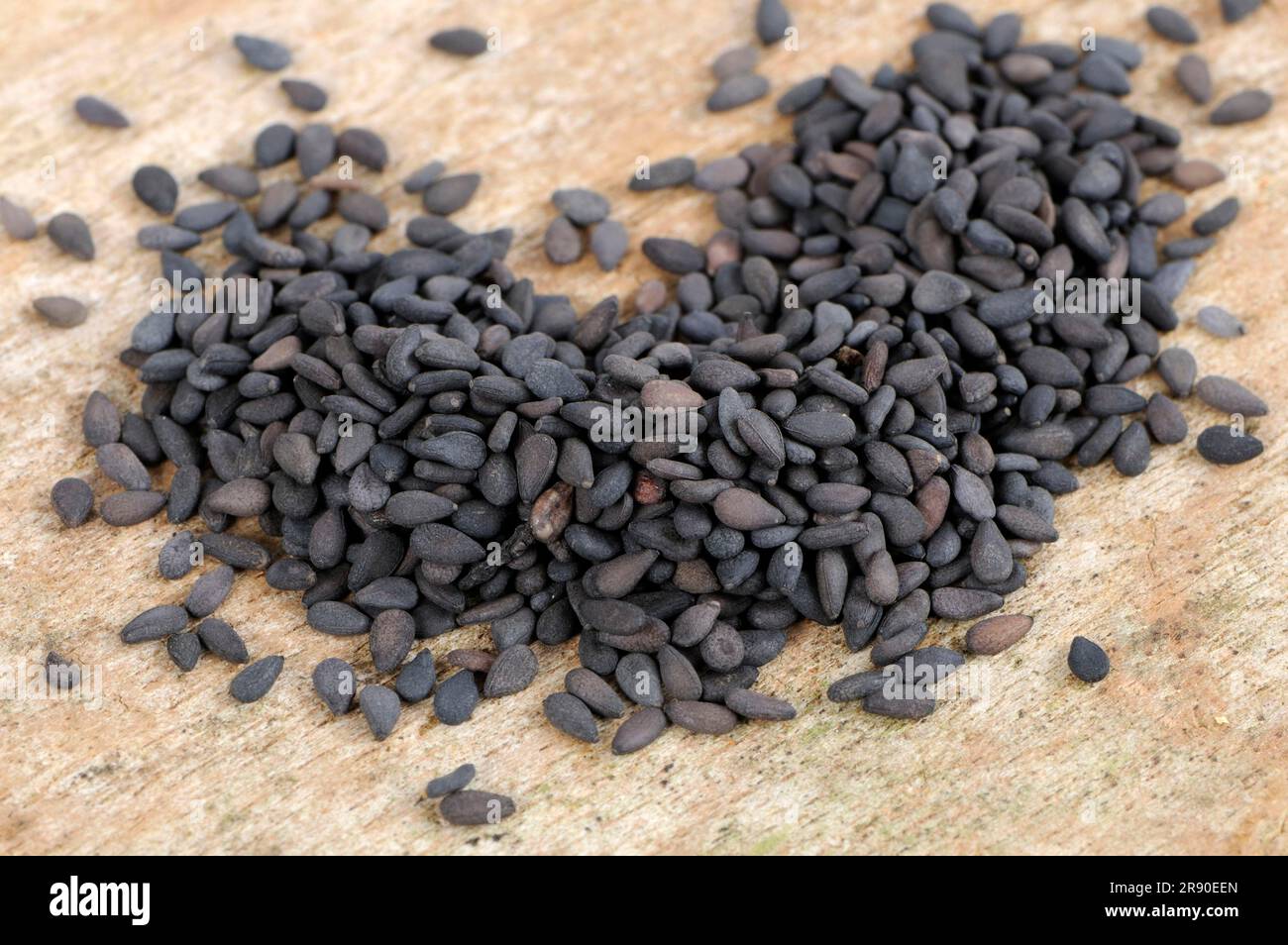 Black sesame (Sesamum indicum) Stock Photo