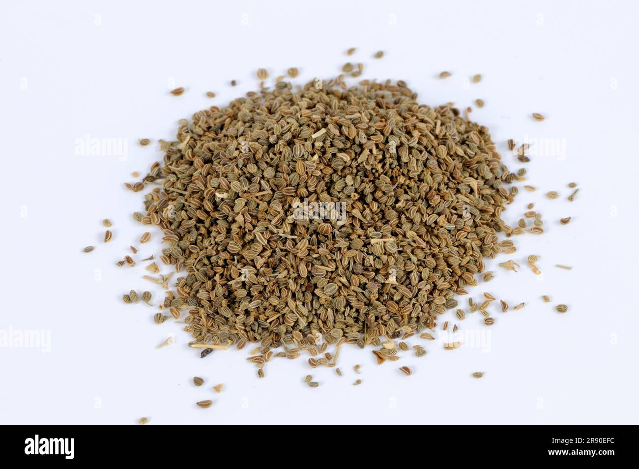 Celery seed (Apium graveolens Stock Photo Alamy