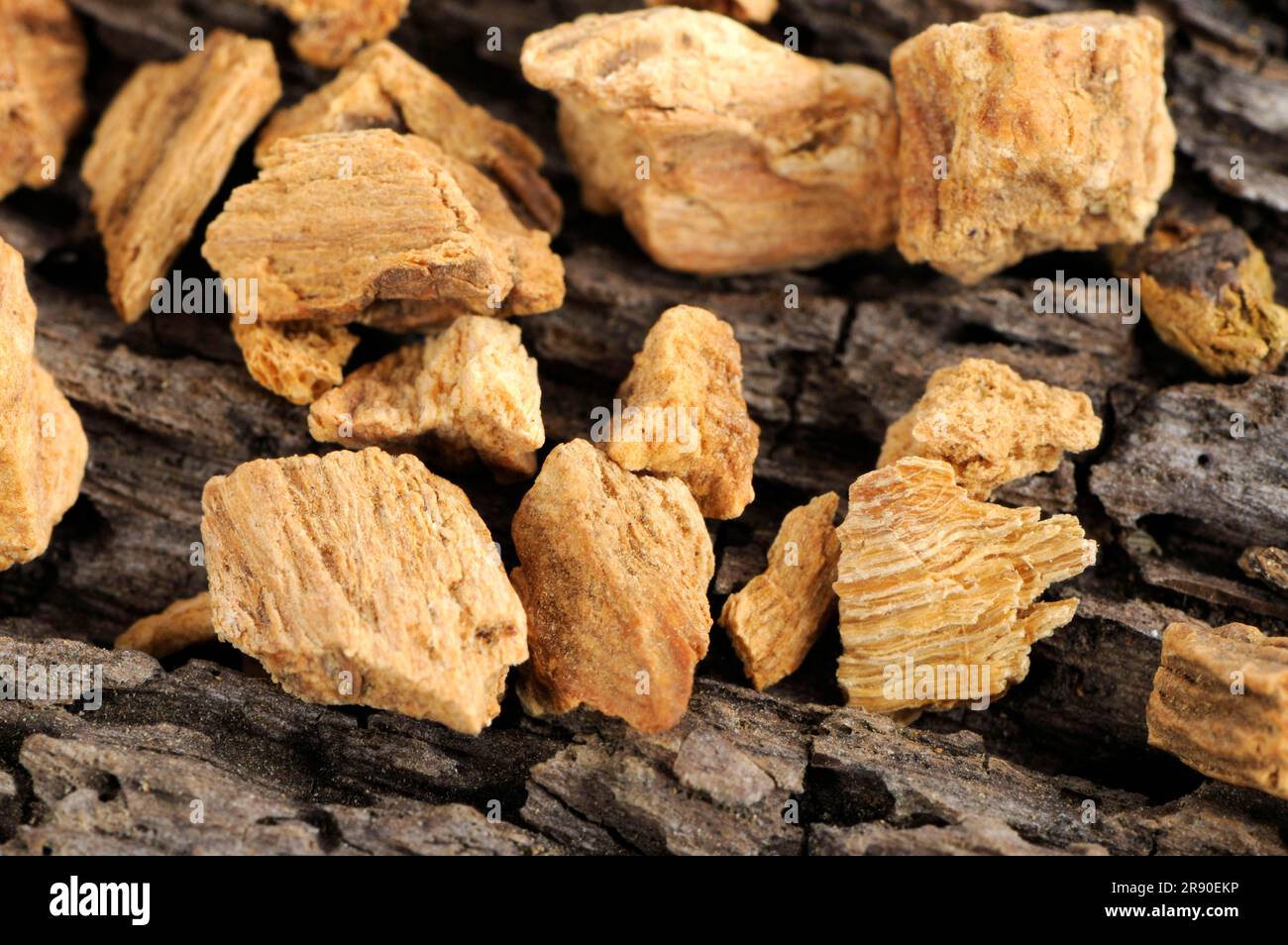 Gentian root (Radix gentianae), bitter root, feverfew, high root Stock