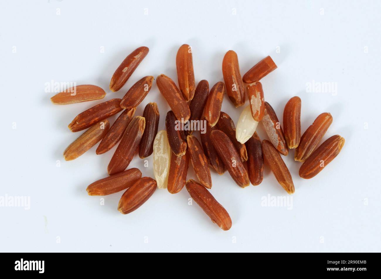 Red wholemeal rice (Oryza sativa), rice grains Stock Photo - Alamy
