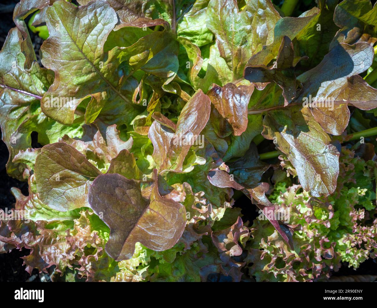 Close-up of Lettuce 'Red Salad Bowl' growing in a UK garden. Stock Photo