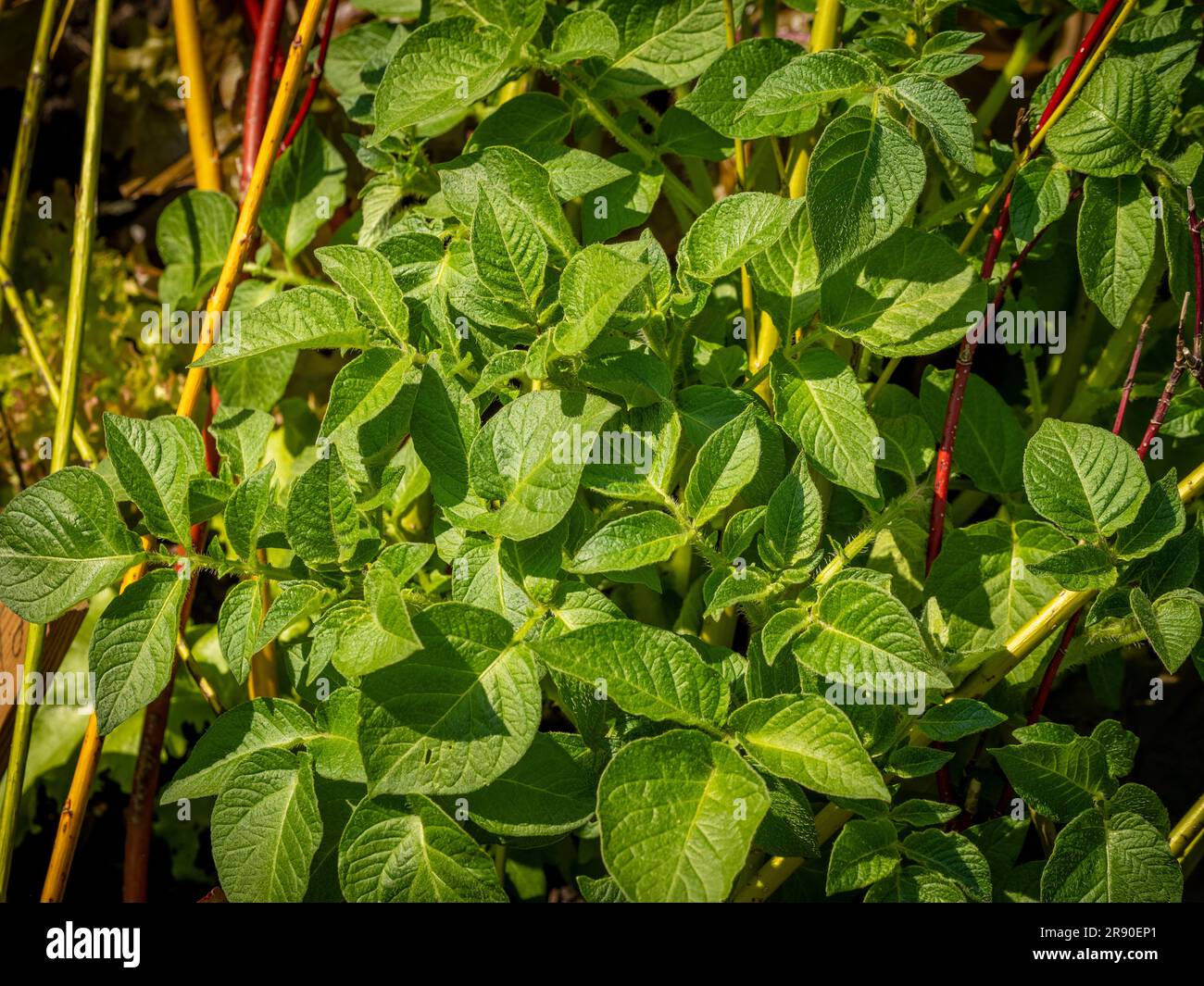 Lush green leaves of second early potato 'Kestrel' growing in a UK garden. Stock Photo