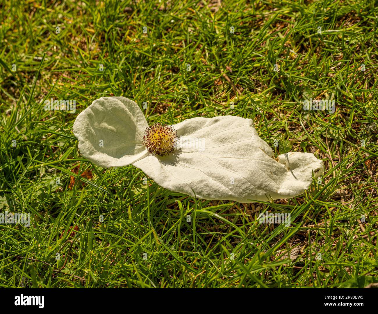 Creamy-white bracts surrounding the flowerhead fallen from a Handkerchief tree onto the ground below. Stock Photo
