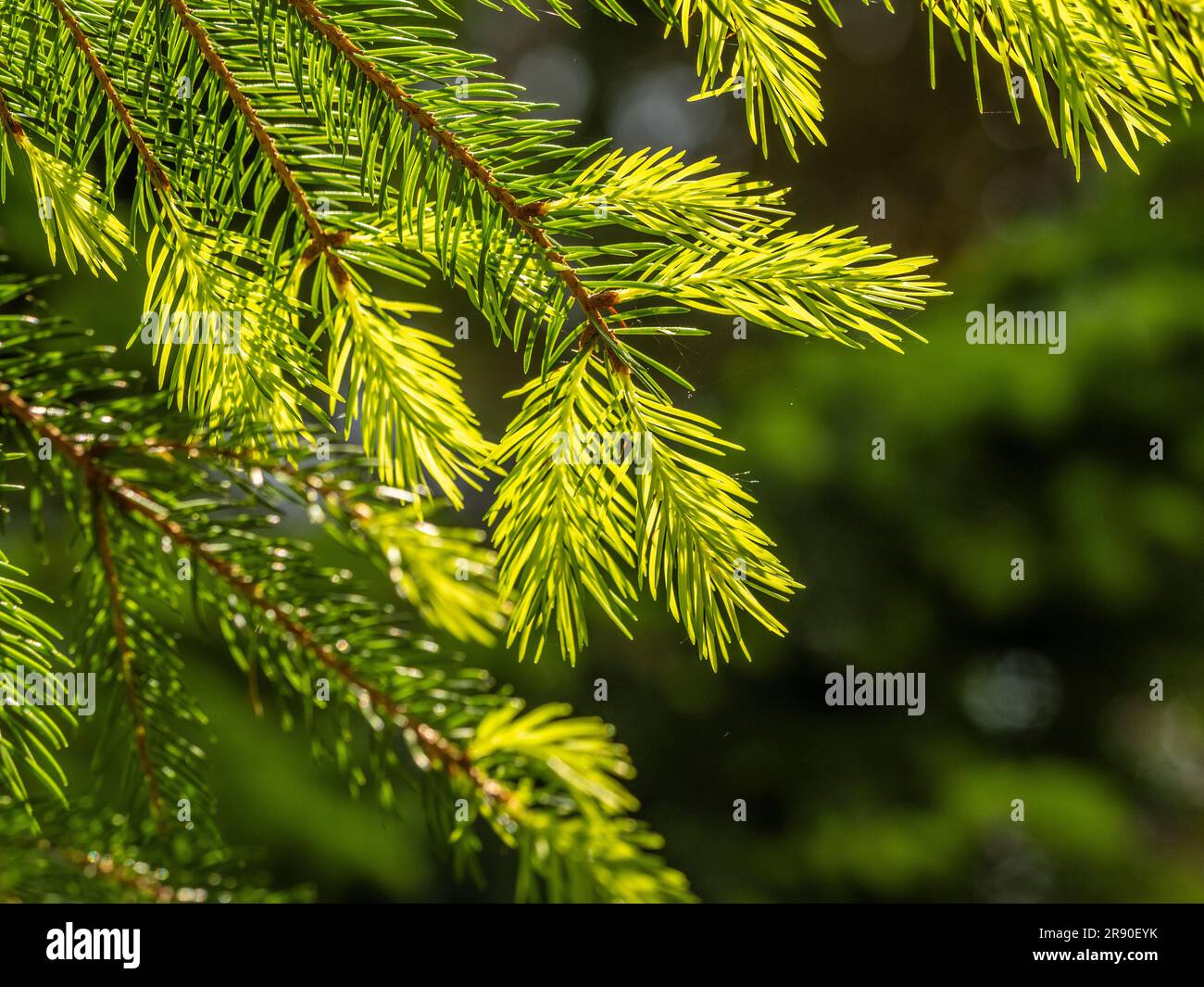 Close-up of backlit fir needles on a fir tree growing in a UK garden. Stock Photo