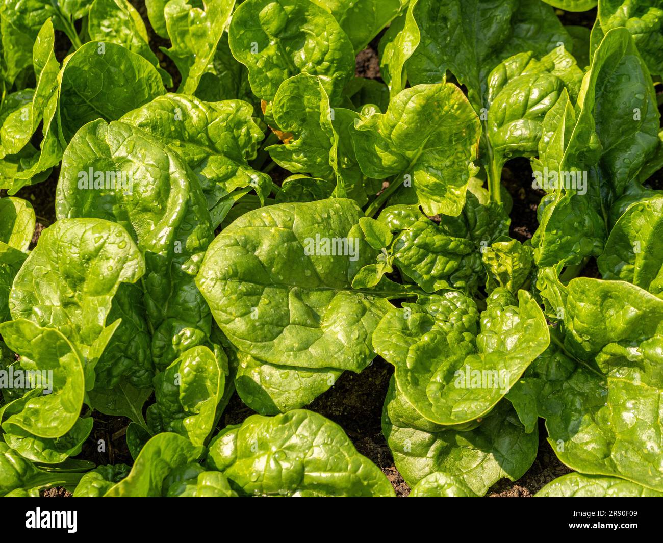 Flat-lay of spinach growing in a UK allotment after being watered. Stock Photo