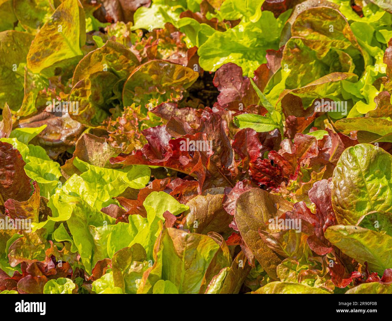 Red and green lettuce growing in a UK allotment Stock Photo Alamy
