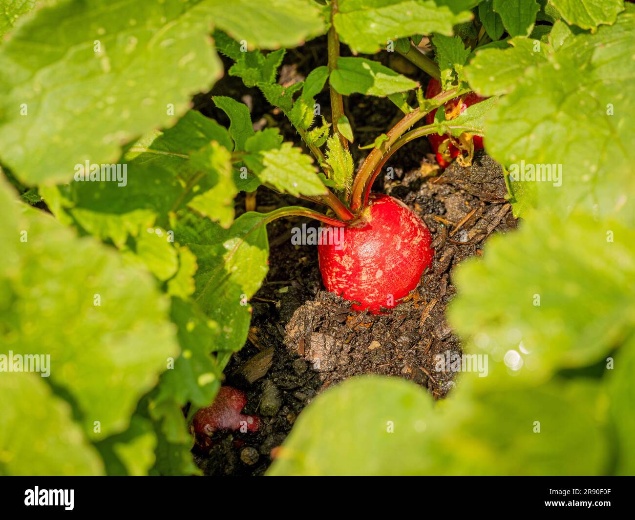Close-up of a red radish growing in the ground. Stock Photo