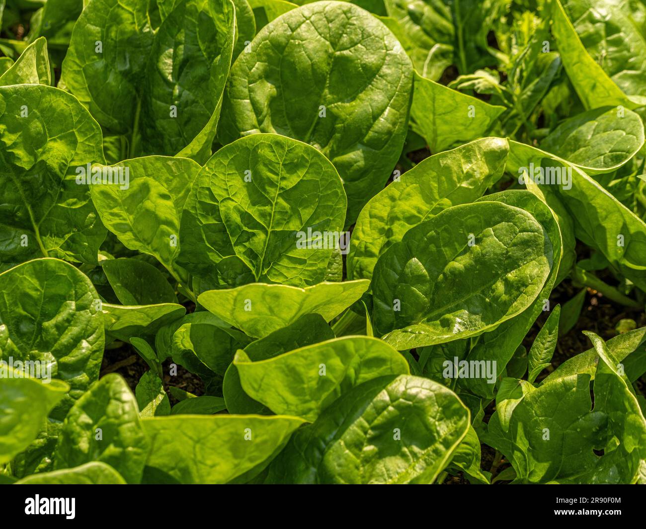 Backlit green lettuce growing in a UK allotment. Stock Photo
