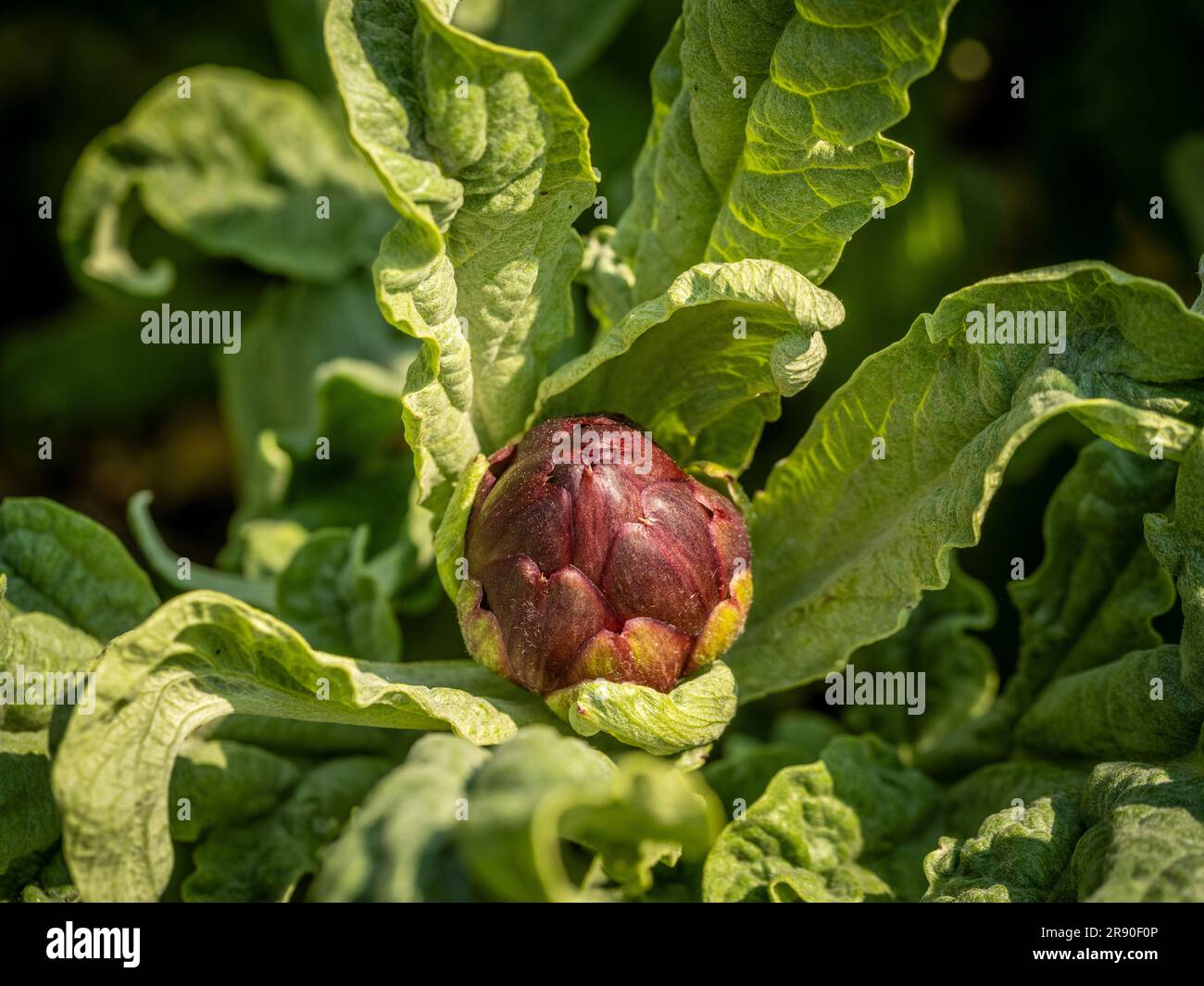 Close-up of a young Cardoon flower bud growing in a UK garden. Stock Photo