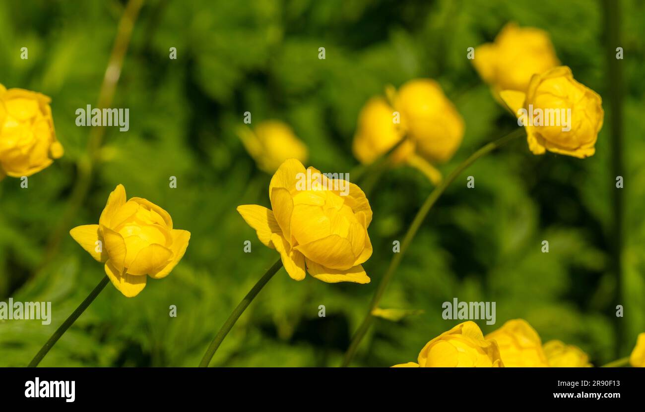 Yellow Ranunculus flower buds growing in a UK garden, growing toward the sunlight Stock Photo